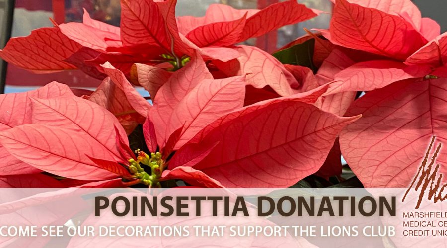 poinsettia